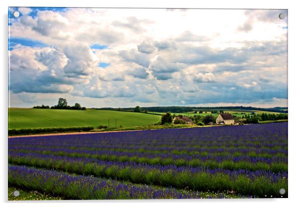 Lavender Field Purple Flowers Cotswolds England Acrylic by Andy Evans Photos