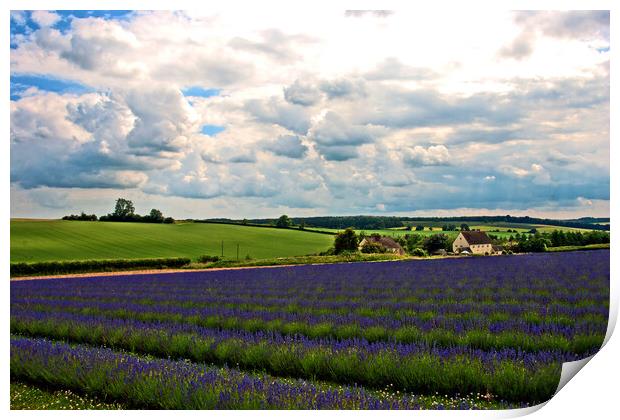 Lavender Field Purple Flowers Cotswolds England Print by Andy Evans Photos