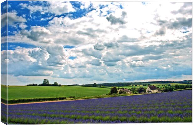 'Captivating Lavender Fields, Cotswolds Charm' Canvas Print by Andy Evans Photos