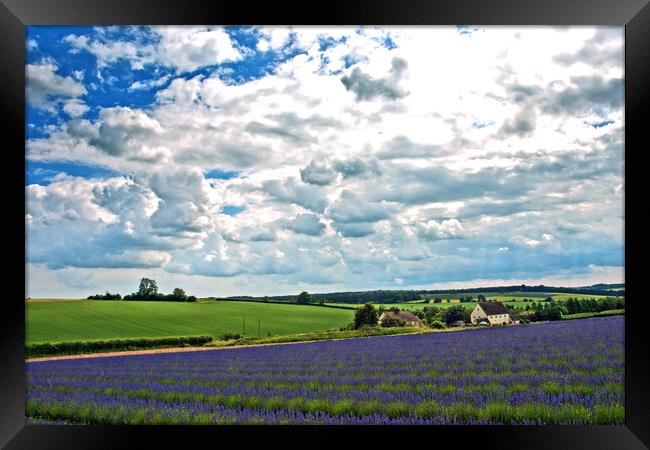 'Captivating Lavender Fields, Cotswolds Charm' Framed Print by Andy Evans Photos
