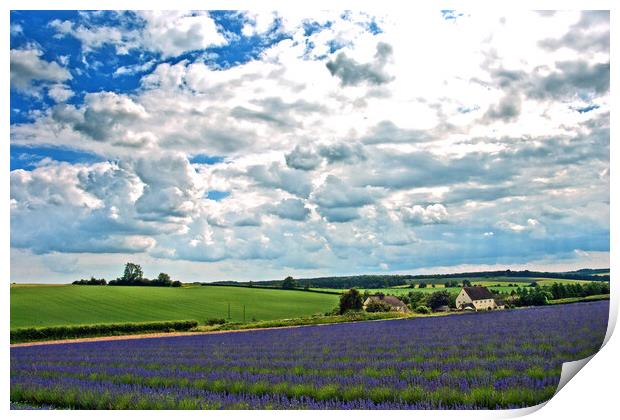 'Captivating Lavender Fields, Cotswolds Charm' Print by Andy Evans Photos
