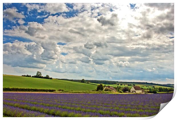 Enchanting Lavender Landscape, Cotswolds England Print by Andy Evans Photos