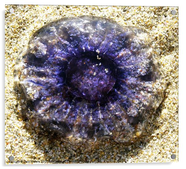Blue Jellyfish Acrylic by Terri Waters