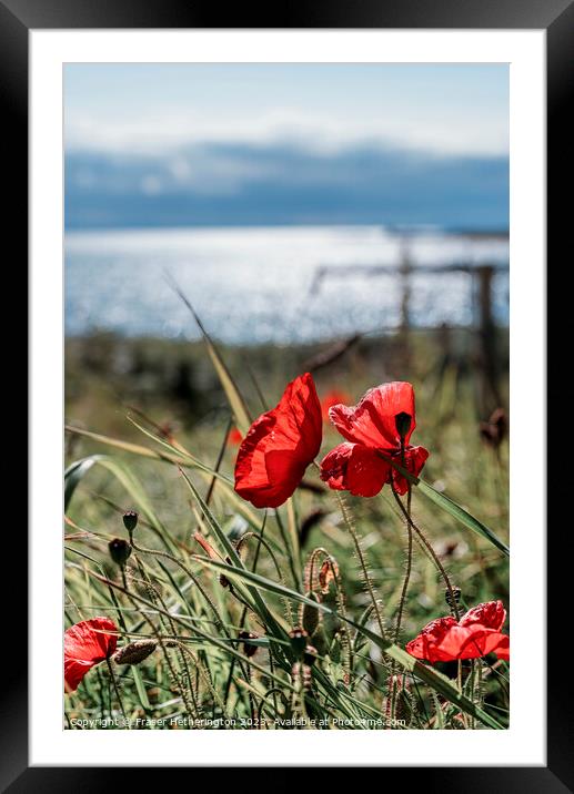 Elie seaside poppies Framed Mounted Print by Fraser Hetherington