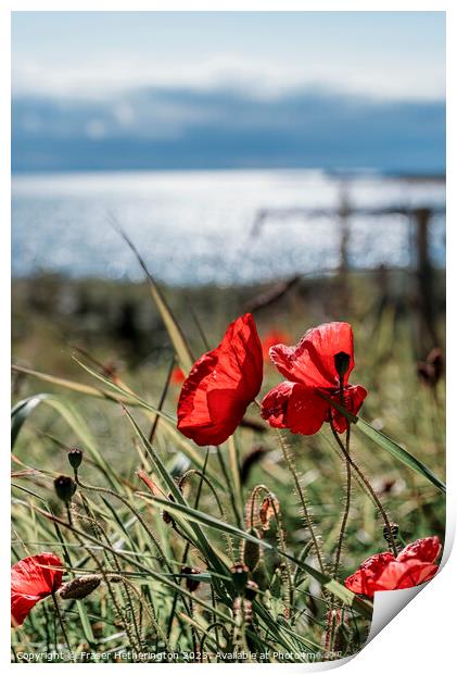 Elie seaside poppies Print by Fraser Hetherington