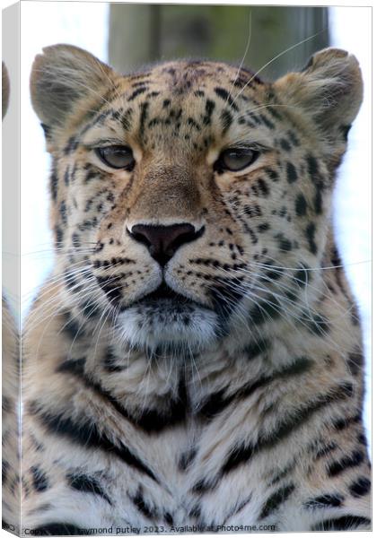 Leopard Canvas Print by Ray Putley