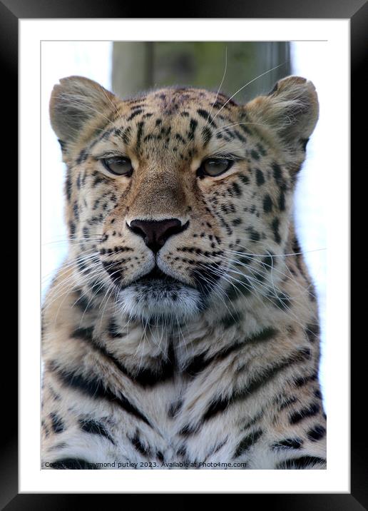 Leopard Framed Mounted Print by Ray Putley