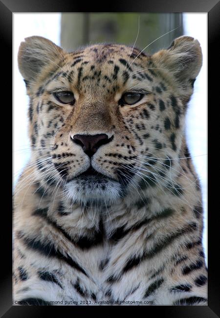 Leopard Framed Print by Ray Putley