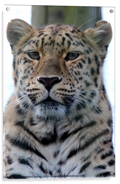 Leopard Acrylic by Ray Putley