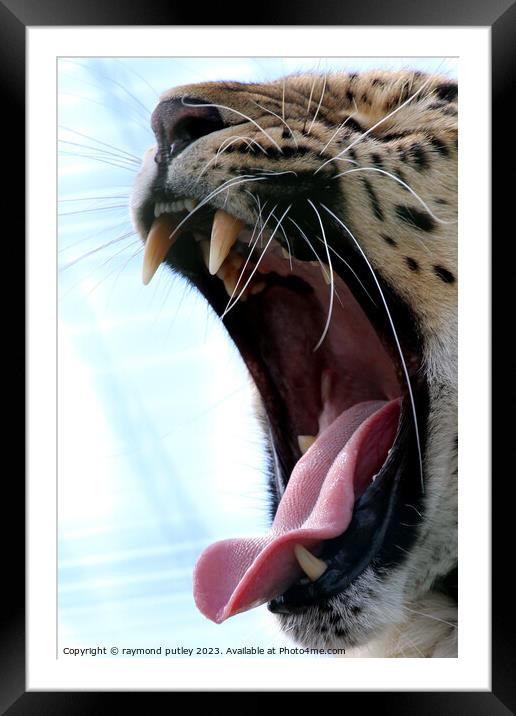Leopards yawn Framed Mounted Print by Ray Putley