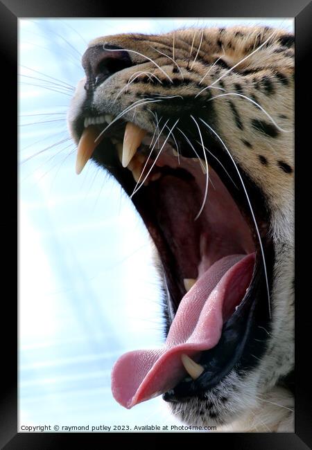 Leopards yawn Framed Print by Ray Putley
