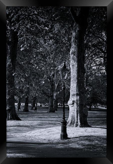 A stroll in Hyde Park Framed Print by Steve Painter