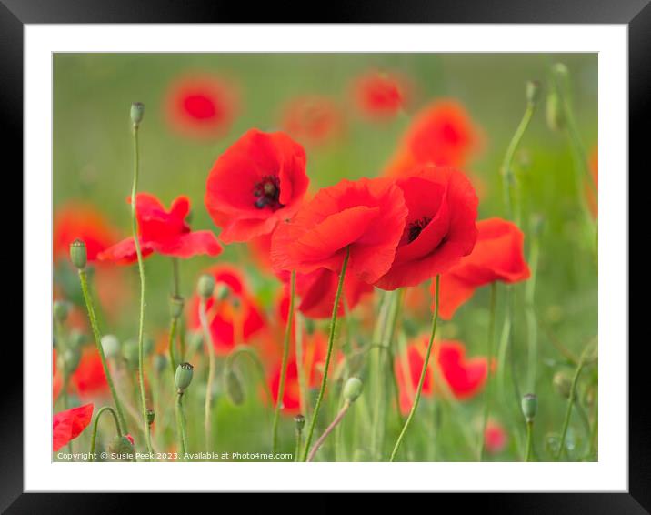 Red Poppies - Papaver-rhoeas Framed Mounted Print by Susie Peek