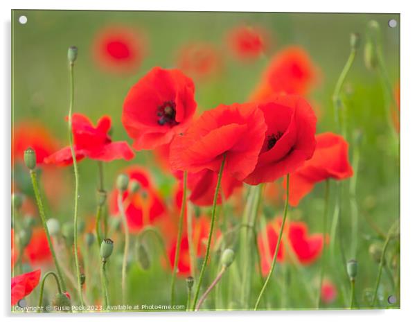 Red Poppies - Papaver-rhoeas Acrylic by Susie Peek