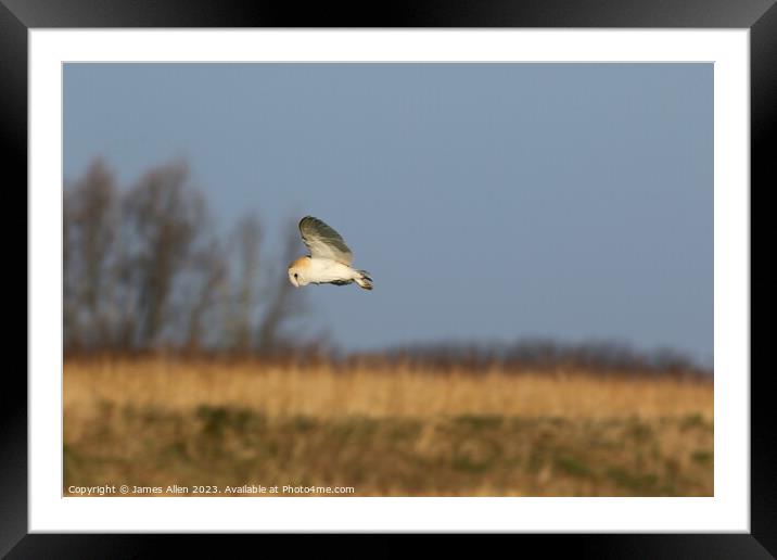 Barn Owls  Framed Mounted Print by James Allen