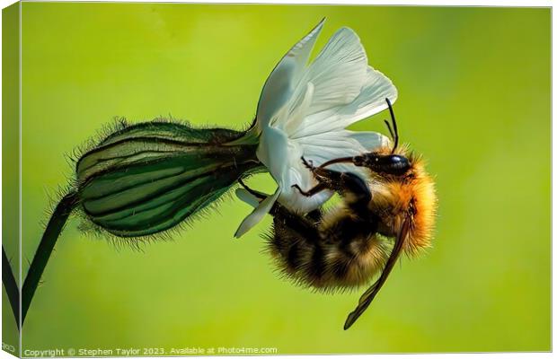 Bindweed Bee Canvas Print by Stephen Taylor