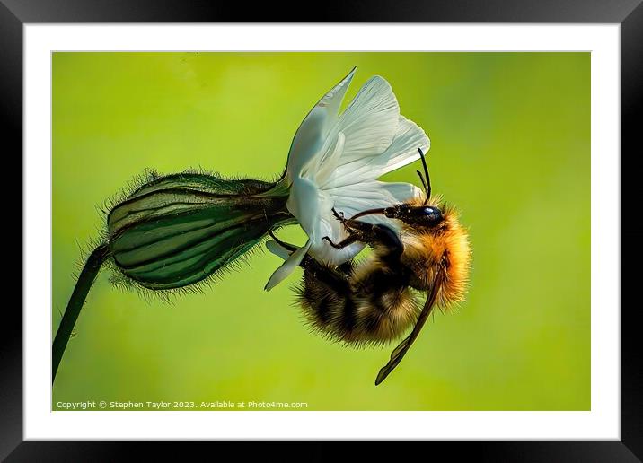Bindweed Bee Framed Mounted Print by Stephen Taylor