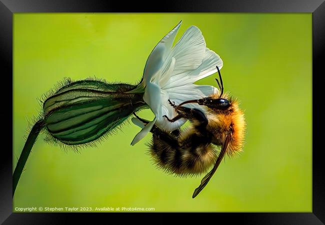 Bindweed Bee Framed Print by Stephen Taylor