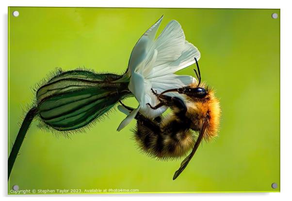 Bindweed Bee Acrylic by Stephen Taylor
