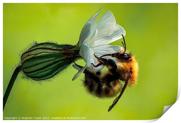 Bindweed Bee Print by Stephen Taylor
