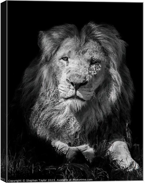 Lion portrait Canvas Print by Stephen Taylor