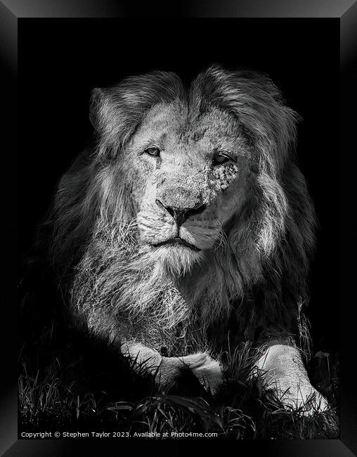 Lion portrait Framed Print by Stephen Taylor