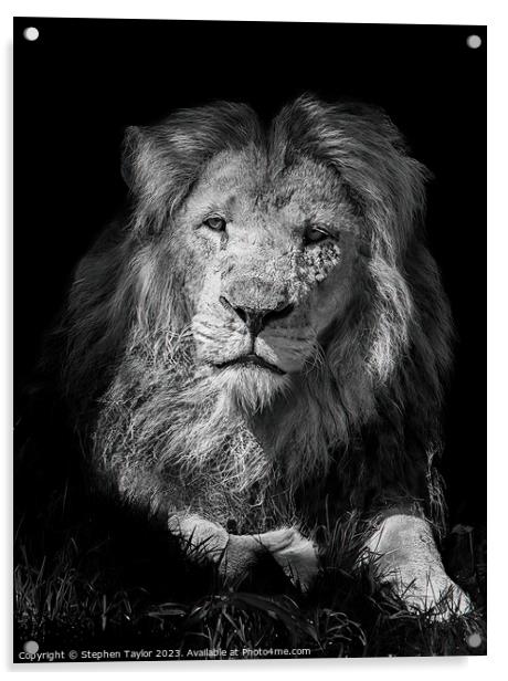 Lion portrait Acrylic by Stephen Taylor