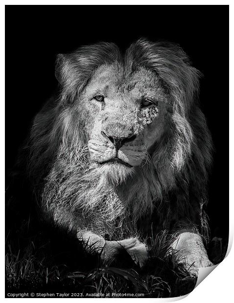Lion portrait Print by Stephen Taylor