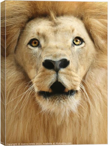 Lion Canvas Print by Joanne Wilde
