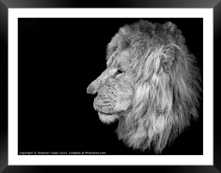 Lion Profile  Framed Mounted Print by Stephen Taylor