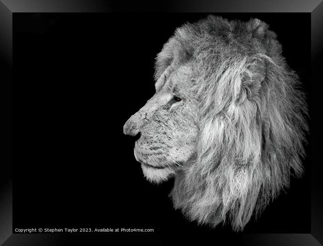 Lion Profile  Framed Print by Stephen Taylor