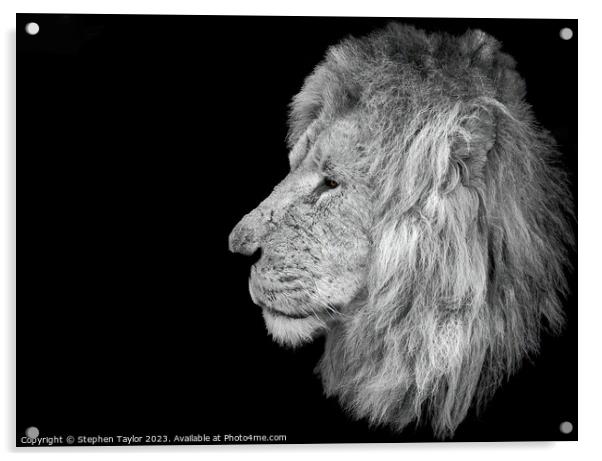 Lion Profile  Acrylic by Stephen Taylor