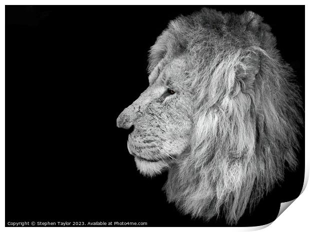 Lion Profile  Print by Stephen Taylor