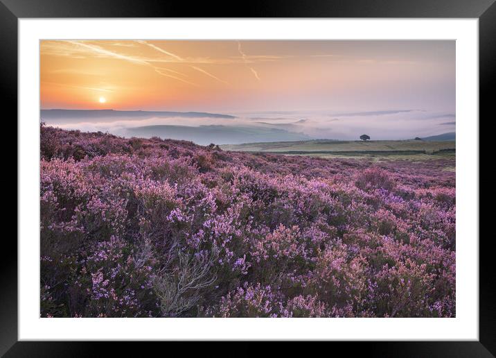 Crookstone Knoll Purple Sunrise Framed Mounted Print by John Finney