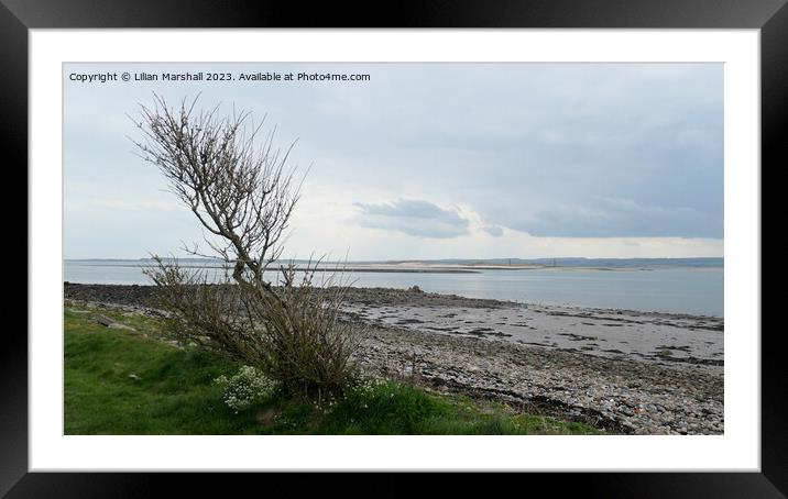 Lone Tree on Holy Island. Framed Mounted Print by Lilian Marshall