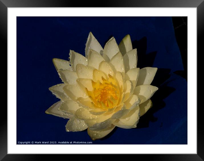 The Golden Lily Framed Mounted Print by Mark Ward