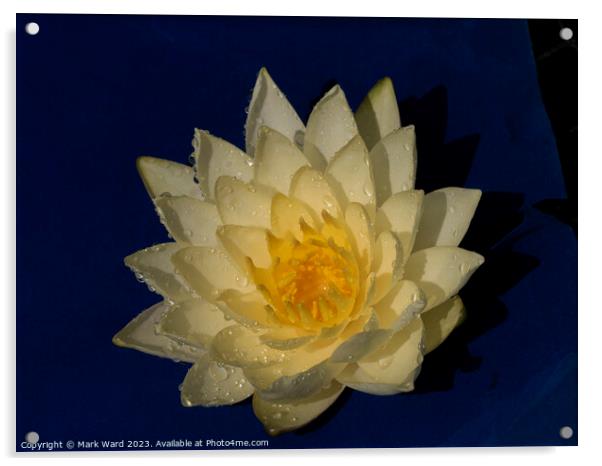 The Golden Lily Acrylic by Mark Ward