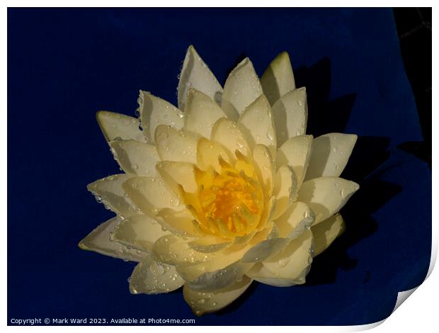 The Golden Lily Print by Mark Ward