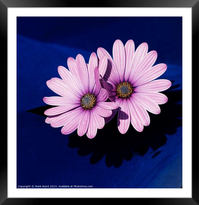 Pink Osteospermum Flowers. Framed Mounted Print by Mark Ward