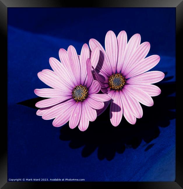 Pink Osteospermum Flowers. Framed Print by Mark Ward