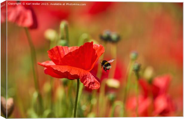 A Bee flying towards a bright red Poppy Canvas Print by Karl Weller