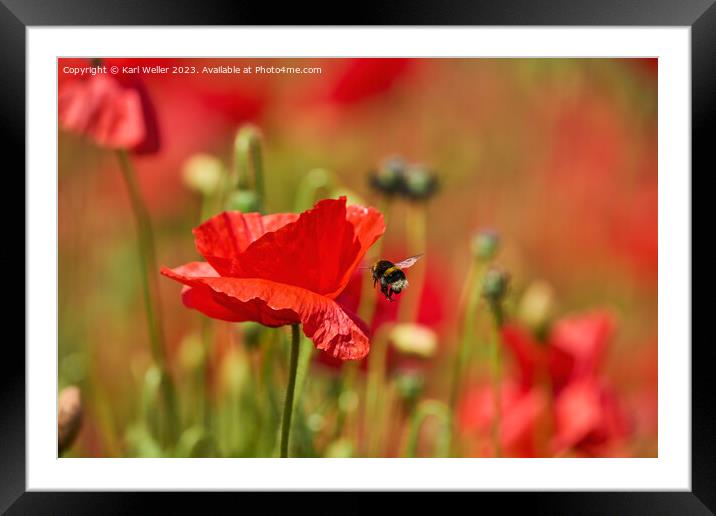A Bee flying towards a bright red Poppy Framed Mounted Print by Karl Weller