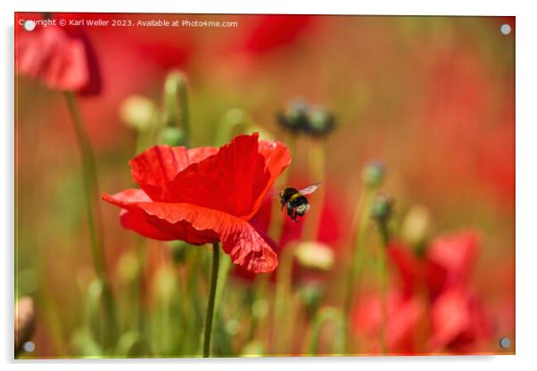 A Bee flying towards a bright red Poppy Acrylic by Karl Weller