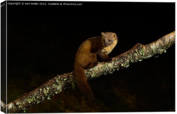 A Pine Marten poses at night Canvas Print by Karl Weller