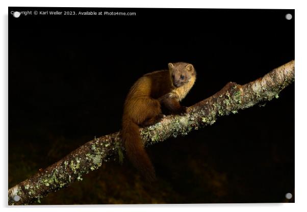 A Pine Marten poses at night Acrylic by Karl Weller