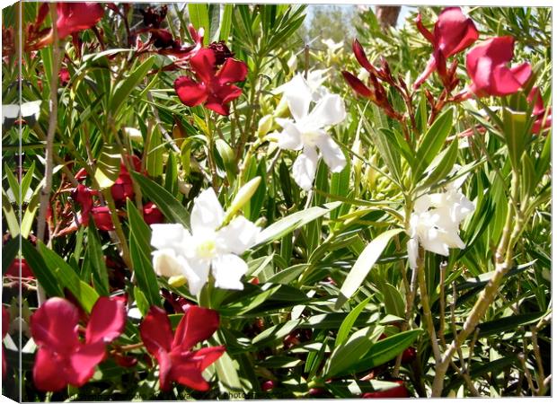 White and red oleanders Canvas Print by Stephanie Moore