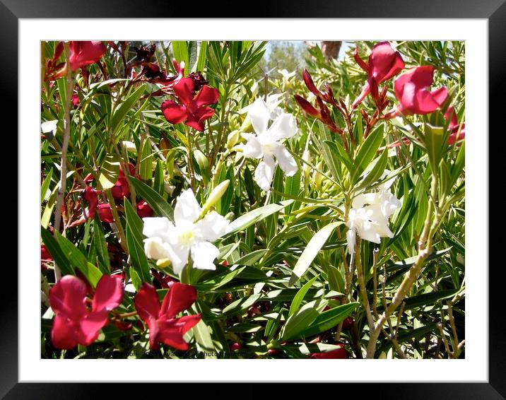 White and red oleanders Framed Mounted Print by Stephanie Moore