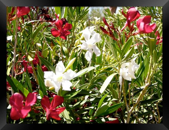 White and red oleanders Framed Print by Stephanie Moore