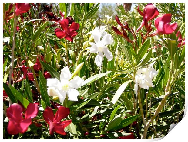 White and red oleanders Print by Stephanie Moore