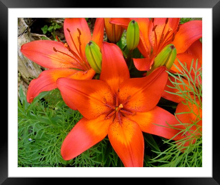 Bright Orange Lilies Framed Mounted Print by Stephanie Moore